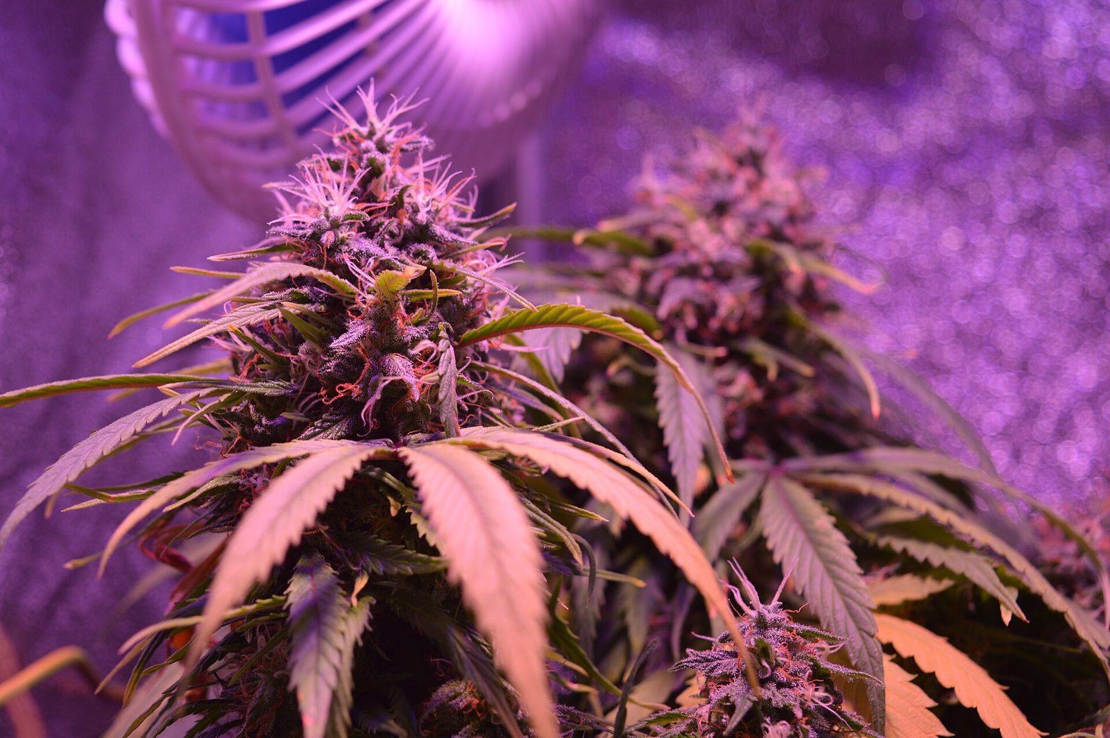 Cannabis plant in bloom under violet grow lights