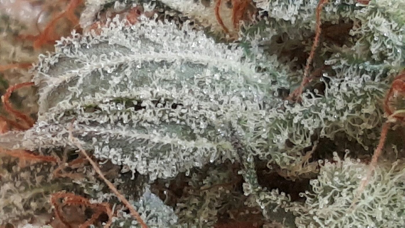 Macro photo of frosty cannabis trichomes